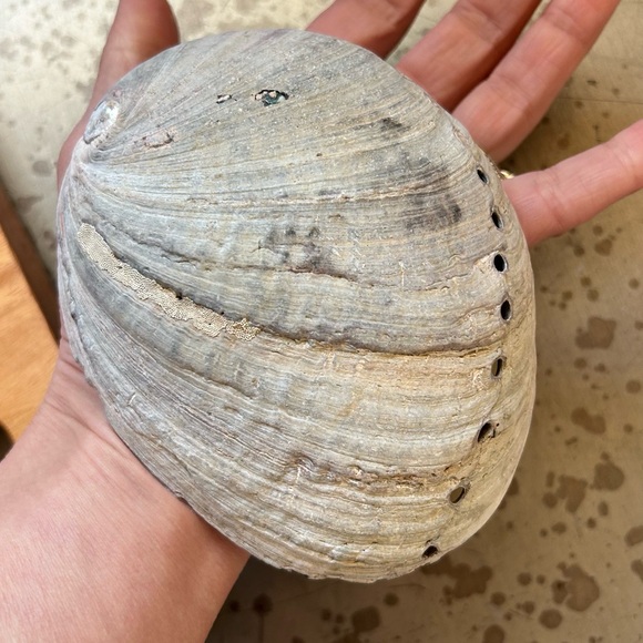 California abalone shell soap dish stocking stuffer Jewelery tray gift - Picture 2 of 5